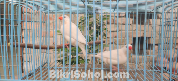 Long tailed finch লং টেইলড ফিন্চ